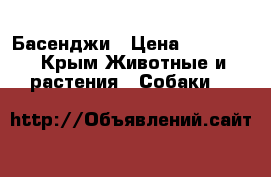 Басенджи › Цена ­ 40 000 - Крым Животные и растения » Собаки   